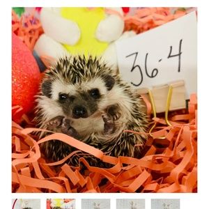 Meet your Posher, Taylor